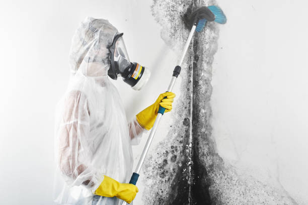 Best Mold Removal for HVAC Installations  in West Reading, PA