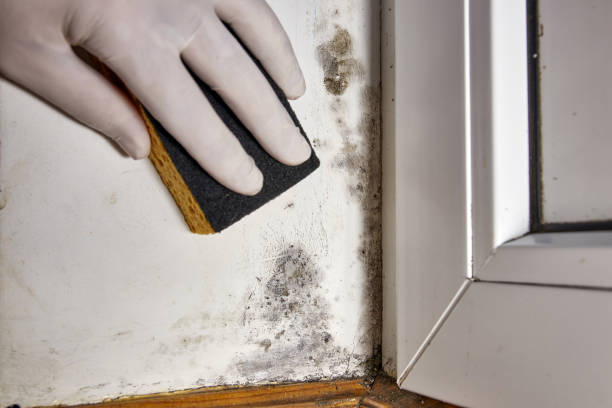 Professional Mold Removal in West Reading, PA