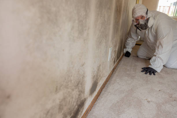Best Mold-Related Health Consultation  in West Reading, PA